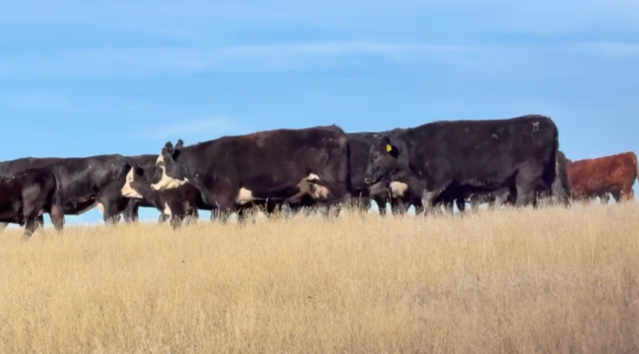 Home-raised, 1400lb April-May calvers! ~ Gonna sell fast ~ BC1010A5
